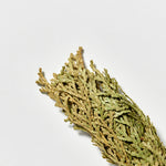 画像をギャラリービューアに読み込む, Hinoki (Japanese cypress)
